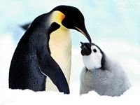 pic for two penguins real
